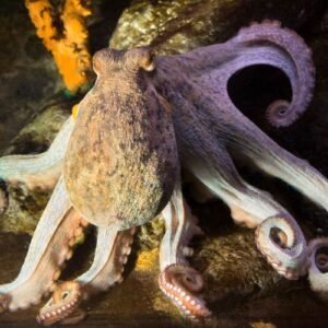 Barcelona aqarium - Giant Pacific Octopus