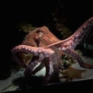 Barcelona aqarium - Giant Pacific Octopus