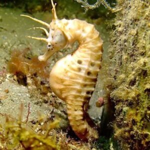 Barcelona aqarium - Seahorse