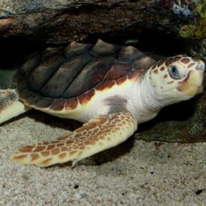Loggerhead Sea Turtle barcelona aquarium