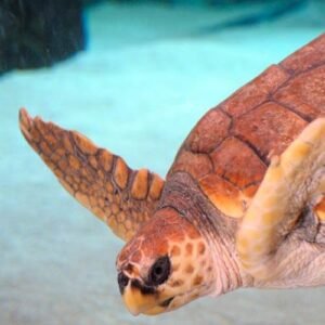 Loggerhead Sea Turtle barcelona aquarium