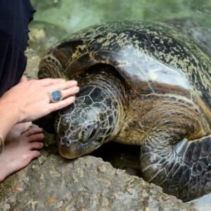 Loggerhead Sea Turtle barcelona aquarium