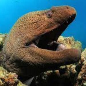 moral eel barcelona aquarium