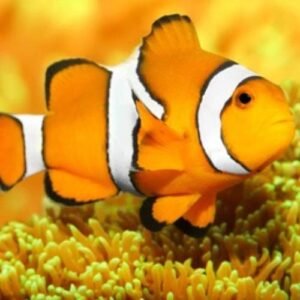Clownfish